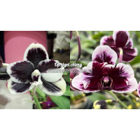 Phal. Bright Peacock B&W x Hsinying Little Knight Plastic Doll 