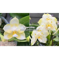 Phal. (Penang Violacea alba x Yaphon Lover) x (Yaphon Database x Chang Maw Jade)..