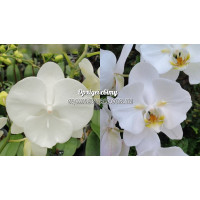 Phal. Charming Krystal Water x Sogo Yukidian метелик