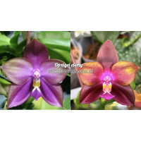 Phal. Mituo Blue Bear M5 x LD Emerald Dragon