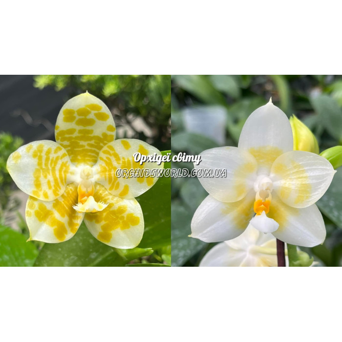 Фаленопсис ((Gigantea Alba x Yaphon Lover) Flava x (Penang Violacea x Yaphon Lover) Fava)