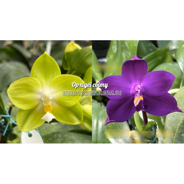 Фаленопсис ((KS Happy Eagle x Yaphon Skype) Green x Yaphon Blue Bird Blue 
