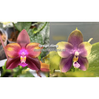 Phal. LD Emerald Dragon x Mituo Blue Bear Mituo1 