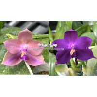 Phal. Mituo Hsien Blue Lip x Yaphon Blue Bird Blue