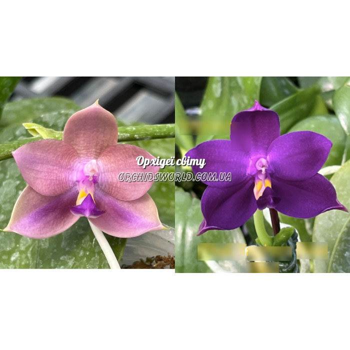 Фаленопсис (Mituo Hsien Blue Lip x Yaphon Blue Bird Blue)