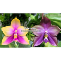 Phal. (Yang Yang Little Mary x Nobbys Fox) x Mituo Blue Bear 