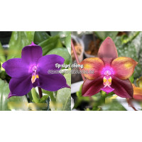 Phal. Yaphon Blue Bird Blue x LD Emerald Dragon