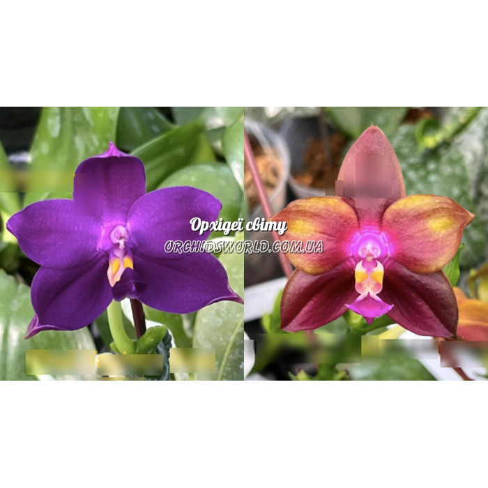 Фаленопсис (Yaphon Blue Bird Blue x LD Emerald Dragon)