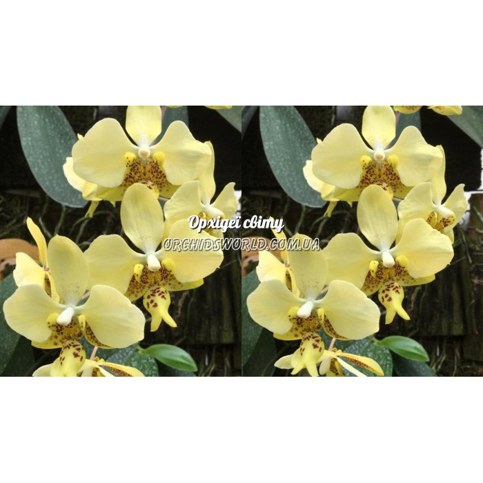 Фаленопсис (Stuartiana Nobilis x Stuartiana Nobilis)