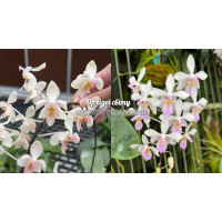 Phal. (Celebensis x Lindinii) x Linidii 