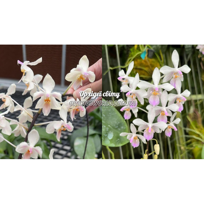 Фаленопсис (Celebensis x Lindinii) x Linidii 