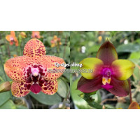 Phal. Zheng Min Anaconda x (LDs Bear Queen x KS Happy Eagle)