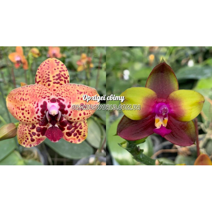 Фаленопсис (Zheng Min Anaconda x (LDs Bear Queen x KS Happy Eagle))