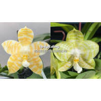 Phal. KS Super Zebra Golden Zebra x Mituo Golden Tiger White Tiger