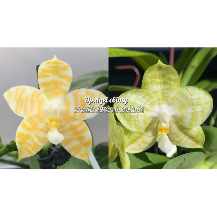 Фаленопсис (KS Super Zebra Golden Zebra x Mituo Golden Tiger White Tiger)
