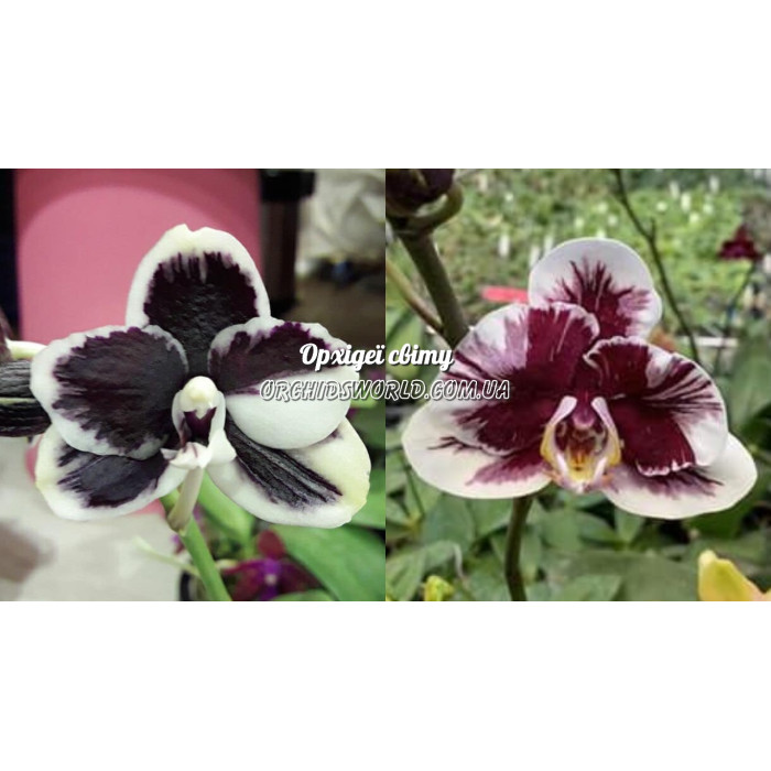 Фаленопсис (Bright Peacock x Voo Doo)