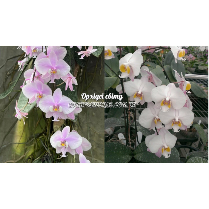 Фаленопсис (Schilleriana x Philippensis)