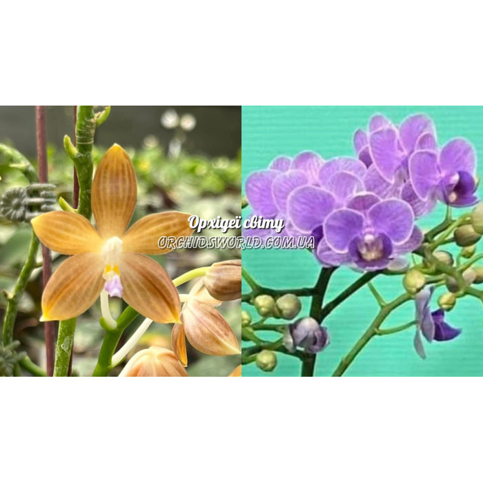 Фаленопсис (Lucien Mugato Blue x Sogo Viven Blue)