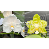 Phal. (Javanica x Rainbow Falconer) Alba x Mituo Golden Tiger White Tiger 