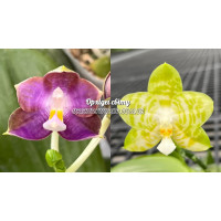 Phal. Mituo Blue Frog x Mituo Golden Tiger White Tiger