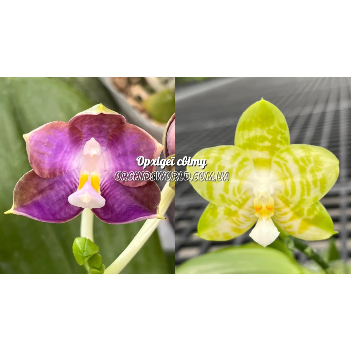Фаленопсис (Mituo Blue Frog x Mituo Golden Tiger White Tiger)