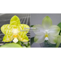 Phal. Mituo Golden Tiger White Tiger x Yungho Gelblitzii