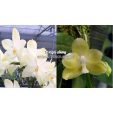 Phal. Rainbow Falconer x Javanica Alba