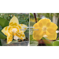Phal. Yaphon Love Song x Yaphon Java Canary
