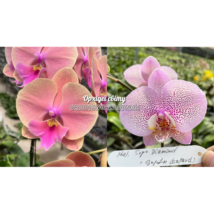 Фаленопсис (Phal. Fangmei Rainbow big lip x Sogo Diamond Golden Leopard)