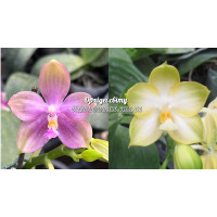 Phal. Eddy Liuli x Chang Maw Jade 