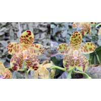 Phal. Doweryensis х Doweryensis