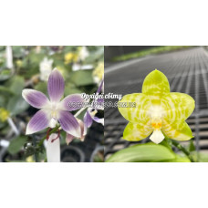 Phal. Speciosa Grey x Mituo Golden Tiger White Tiger