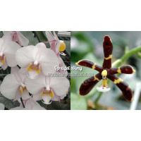 Phal. Philippensis x Mannii var Black