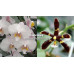 Фаленопсис (Philippensis x Mannii var Black)