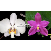 Phal. Philippinensis x Jennifer Palermo