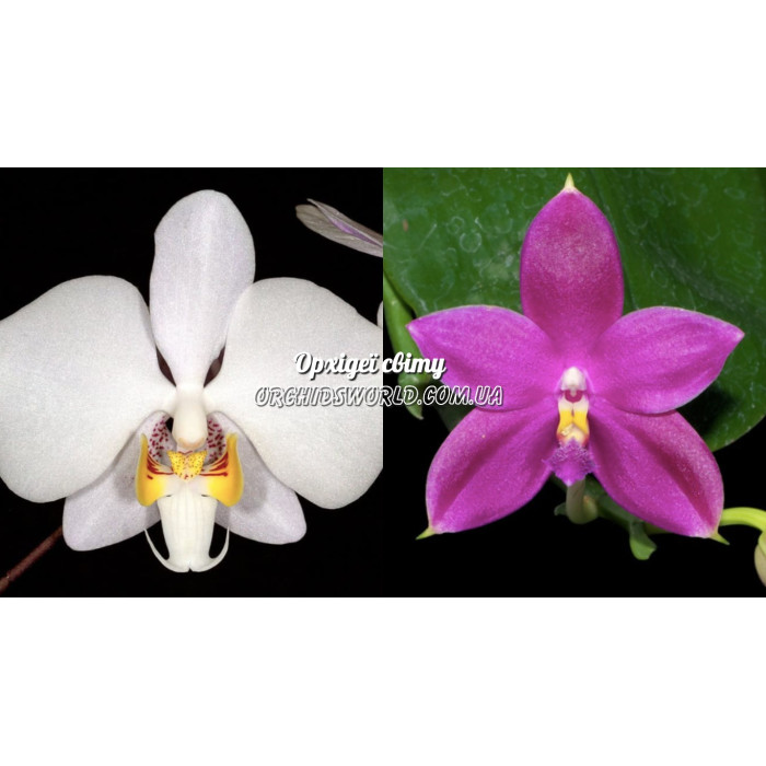 Фаленопсис (Philippinensis x Jennifer Palermo)