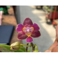 Phal. Tzu Chiang Balm x Equestris 3 lips