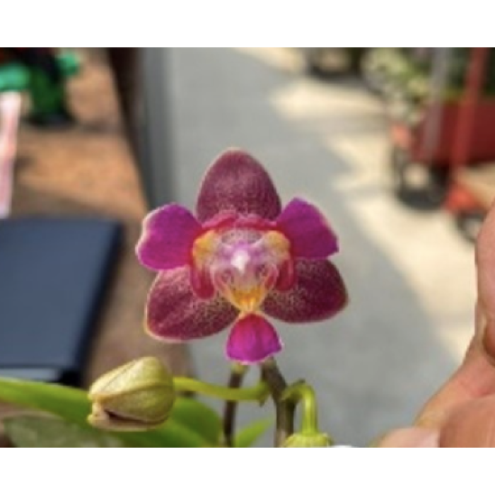 Фаленопсіс (Tzu Chiang Balm x Equestris 3 lips)