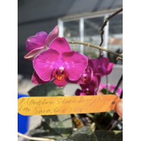Phal. Brother Strawberry х Brother Sara Gold метелик