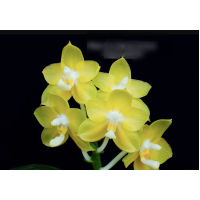 Phal. Joy Spring Canary Japan Peach