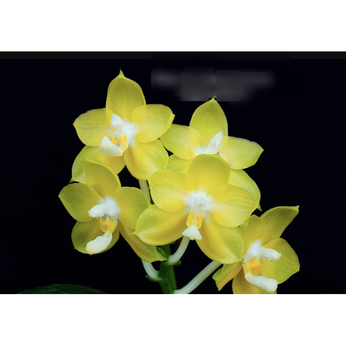 Фаленопсис (Joy Spring Canary Japan Peach)