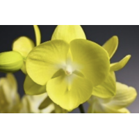Phal. GC Reyoung Moon big lip