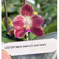 Phal. March Jewel x LD Java Canary 