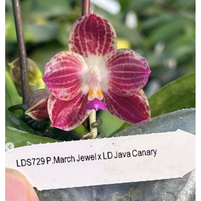 Фаленопсис (March Jewel x LD Java Canary)