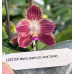 Фаленопсис (March Jewel x LD Java Canary)