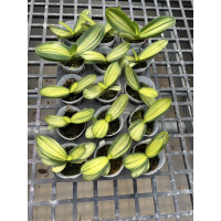 Phal. Amabilis inner variegated special