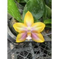 Phal. (Nobbys Eagle x Zheng Min Muscadine) blue 