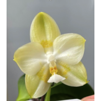 Phal. Yaphon Love Song Alba №3