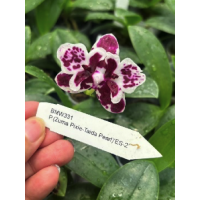 Phal. Zuma Pixie-Taida Pearl ES-2 метелик