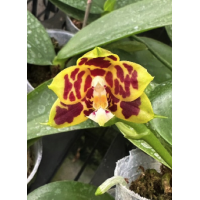 Phal. Miro Tycoon Miro